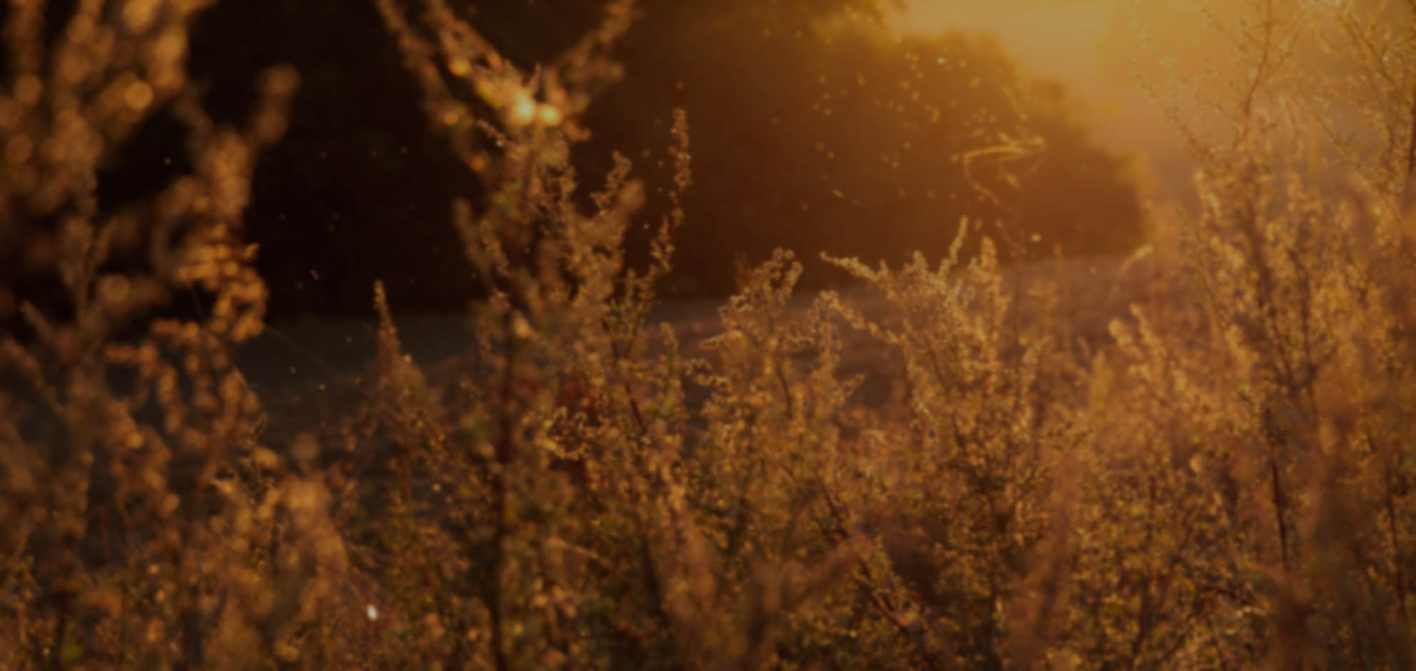 自动攻击网站工具下载